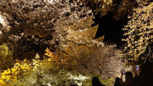 桜をみるための京都旅行